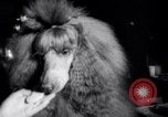 Image of poodles in National Competition Canada, 1958, second 25 stock footage video 65675028658