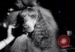 Image of poodles in National Competition Canada, 1958, second 26 stock footage video 65675028658