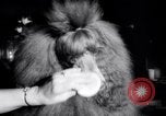 Image of poodles in National Competition Canada, 1958, second 27 stock footage video 65675028658
