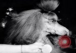 Image of poodles in National Competition Canada, 1958, second 28 stock footage video 65675028658
