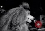Image of poodles in National Competition Canada, 1958, second 29 stock footage video 65675028658