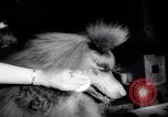 Image of poodles in National Competition Canada, 1958, second 30 stock footage video 65675028658