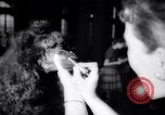 Image of poodles in National Competition Canada, 1958, second 35 stock footage video 65675028658
