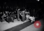 Image of poodles in National Competition Canada, 1958, second 41 stock footage video 65675028658