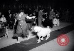 Image of poodles in National Competition Canada, 1958, second 42 stock footage video 65675028658