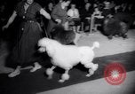 Image of poodles in National Competition Canada, 1958, second 43 stock footage video 65675028658
