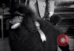 Image of poodles in National Competition Canada, 1958, second 50 stock footage video 65675028658