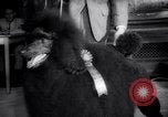 Image of poodles in National Competition Canada, 1958, second 51 stock footage video 65675028658