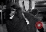 Image of poodles in National Competition Canada, 1958, second 52 stock footage video 65675028658