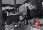 Image of Malamute Alaskan sledge dogs Wonalancet New Hampshire USA, 1934, second 8 stock footage video 65675028712
