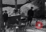 Image of Malamute Alaskan sledge dogs Wonalancet New Hampshire USA, 1934, second 10 stock footage video 65675028712