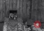 Image of Malamute Alaskan sledge dogs Wonalancet New Hampshire USA, 1934, second 12 stock footage video 65675028712