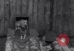 Image of Malamute Alaskan sledge dogs Wonalancet New Hampshire USA, 1934, second 13 stock footage video 65675028712