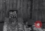 Image of Malamute Alaskan sledge dogs Wonalancet New Hampshire USA, 1934, second 14 stock footage video 65675028712