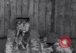 Image of Malamute Alaskan sledge dogs Wonalancet New Hampshire USA, 1934, second 16 stock footage video 65675028712