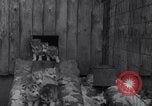 Image of Malamute Alaskan sledge dogs Wonalancet New Hampshire USA, 1934, second 17 stock footage video 65675028712