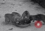 Image of Malamute Alaskan sledge dogs Wonalancet New Hampshire USA, 1934, second 18 stock footage video 65675028712