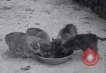 Image of Malamute Alaskan sledge dogs Wonalancet New Hampshire USA, 1934, second 19 stock footage video 65675028712