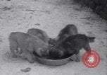 Image of Malamute Alaskan sledge dogs Wonalancet New Hampshire USA, 1934, second 20 stock footage video 65675028712