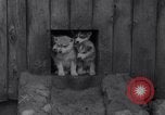 Image of Malamute Alaskan sledge dogs Wonalancet New Hampshire USA, 1934, second 21 stock footage video 65675028712