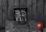 Image of Malamute Alaskan sledge dogs Wonalancet New Hampshire USA, 1934, second 22 stock footage video 65675028712