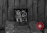 Image of Malamute Alaskan sledge dogs Wonalancet New Hampshire USA, 1934, second 23 stock footage video 65675028712