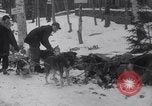 Image of Malamute Alaskan sledge dogs Wonalancet New Hampshire USA, 1934, second 26 stock footage video 65675028712