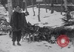 Image of Malamute Alaskan sledge dogs Wonalancet New Hampshire USA, 1934, second 30 stock footage video 65675028712