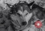 Image of Malamute Alaskan sledge dogs Wonalancet New Hampshire USA, 1934, second 32 stock footage video 65675028712