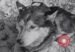 Image of Malamute Alaskan sledge dogs Wonalancet New Hampshire USA, 1934, second 33 stock footage video 65675028712