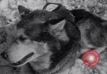 Image of Malamute Alaskan sledge dogs Wonalancet New Hampshire USA, 1934, second 34 stock footage video 65675028712