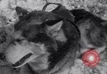 Image of Malamute Alaskan sledge dogs Wonalancet New Hampshire USA, 1934, second 35 stock footage video 65675028712