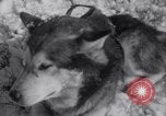 Image of Malamute Alaskan sledge dogs Wonalancet New Hampshire USA, 1934, second 36 stock footage video 65675028712