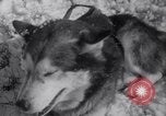 Image of Malamute Alaskan sledge dogs Wonalancet New Hampshire USA, 1934, second 37 stock footage video 65675028712
