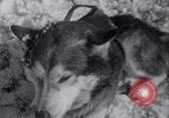 Image of Malamute Alaskan sledge dogs Wonalancet New Hampshire USA, 1934, second 38 stock footage video 65675028712