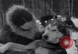 Image of Malamute Alaskan sledge dogs Wonalancet New Hampshire USA, 1934, second 41 stock footage video 65675028712