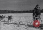 Image of Malamute Alaskan sledge dogs Wonalancet New Hampshire USA, 1934, second 52 stock footage video 65675028712