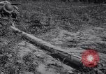 Standbild US Army mit Flammenwerfern Fort Belvoir Virginia USA, 1941, aus Sekunde 15 historischem Filmmaterial Videoclip 65675028729