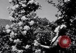 Standbild Rose Festival feiern Newark New Jersey USA, 1941, aus Sekunde 50 historischem Filmmaterial Videoclip 65675028737
