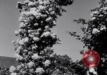 Standbild Rose Festival feiern Newark New Jersey USA, 1941, aus Sekunde 53 historischem Filmmaterial Videoclip 65675028737