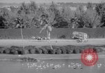 Image of American thoroughbred horse Lawrin at Flamingo Stakes Hialeah Florida USA, 1938, second 18 stock footage video 65675028770