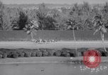 Image of American thoroughbred horse Lawrin at Flamingo Stakes Hialeah Florida USA, 1938, second 20 stock footage video 65675028770