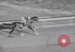 Image of American thoroughbred horse Lawrin at Flamingo Stakes Hialeah Florida USA, 1938, second 56 stock footage video 65675028770