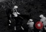 Image of American thoroughbred horse Lawrin at Flamingo Stakes Hialeah Florida USA, 1938, second 61 stock footage video 65675028770