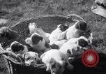 Immagine di Bulldog denominata bellezza luminosa con le sue tredici cuccioli Philadelphia Pennsylvania USA, 1938, secondo 8 filmato di repertorio 65675028779