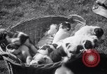 Immagine di Bulldog denominata bellezza luminosa con le sue tredici cuccioli Philadelphia Pennsylvania USA, 1938, secondo 9 filmato di repertorio 65675028779