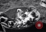 Immagine di Bulldog denominata bellezza luminosa con le sue tredici cuccioli Philadelphia Pennsylvania USA, 1938, secondo 10 filmato di repertorio 65675028779