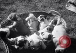 Immagine di Bulldog denominata bellezza luminosa con le sue tredici cuccioli Philadelphia Pennsylvania USA, 1938, secondo 11 filmato di repertorio 65675028779
