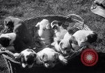 Immagine di Bulldog denominata bellezza luminosa con le sue tredici cuccioli Philadelphia Pennsylvania USA, 1938, secondo 12 filmato di repertorio 65675028779