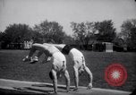 Image of University of Illinois Gymnasts Team perform gymnastics Champaign Illinois USA, 1938, second 24 stock footage video 65675028781